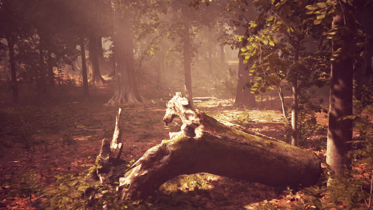 쓰러진 나무 어리 를 가진 안개 숲
