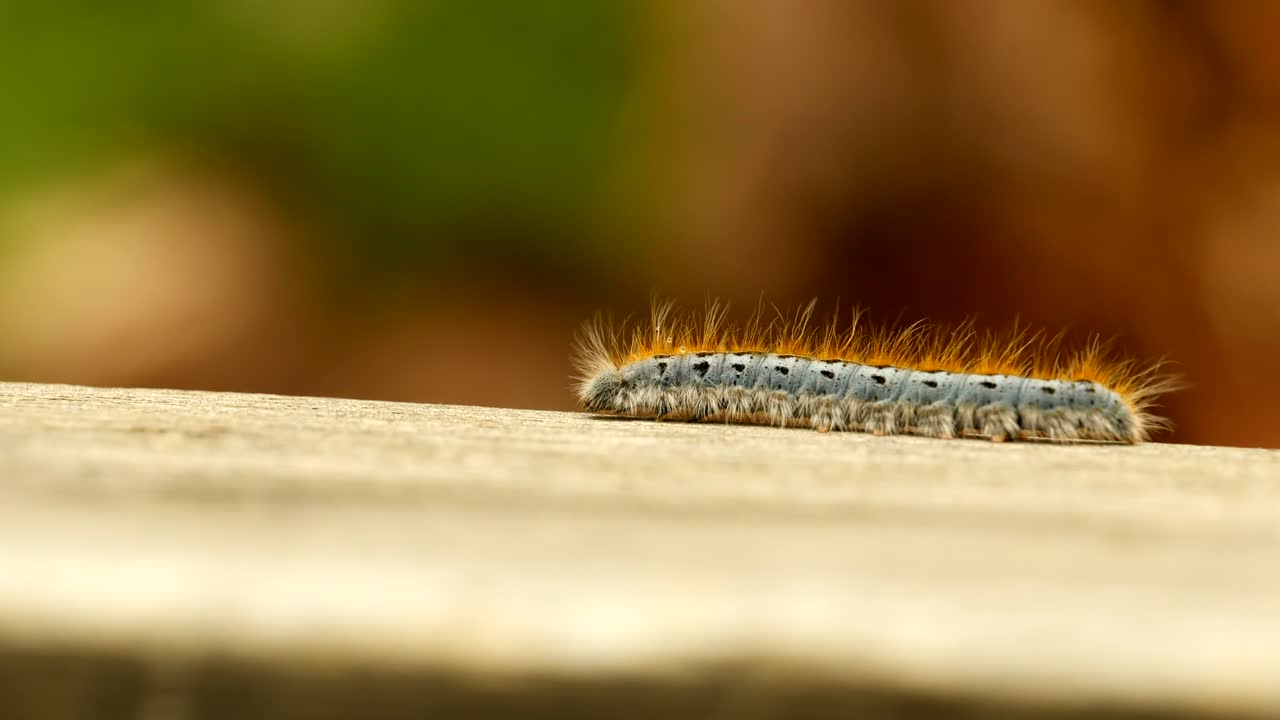 나무 난간을 걷고 있는 서부 텐트 애벌레 나방의 극단적인 매크로 클로즈업 및 극단적인 느린 동작