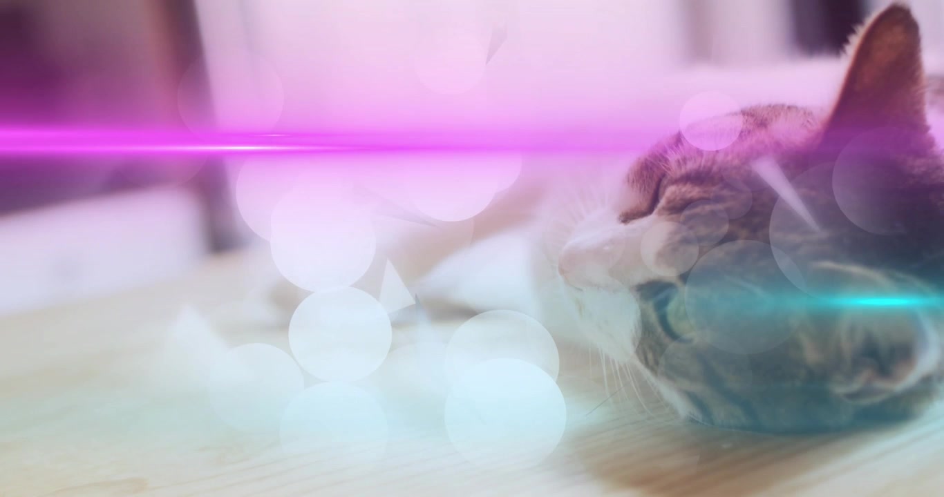 Vertikal video: Reagerer på overlegg stripete katt beveger hodet på hjemmegulvet med magenta bokeh, plass til tekst