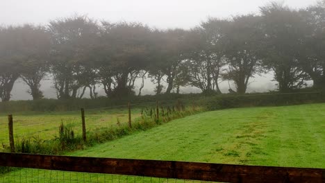 Fields-separated-by-a-fence-and-a-row-of-tall-trees-right-in-fron-going-from-one-side-to-the-other