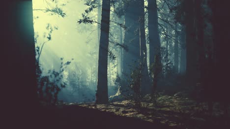 black tree trunk in a dark pine tree forest