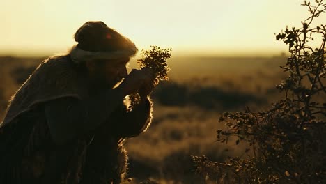 bejaarde baarde man die planten plukt in een veld bij zonsondergang