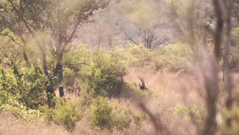 Manada-De-Antílopes-Sable-Descansando-En-Arbustos-En-El-Calor-De-La-Sabana-Africana