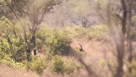manada de antílopes sable descansando en arbustos en el calor de la sabana africana