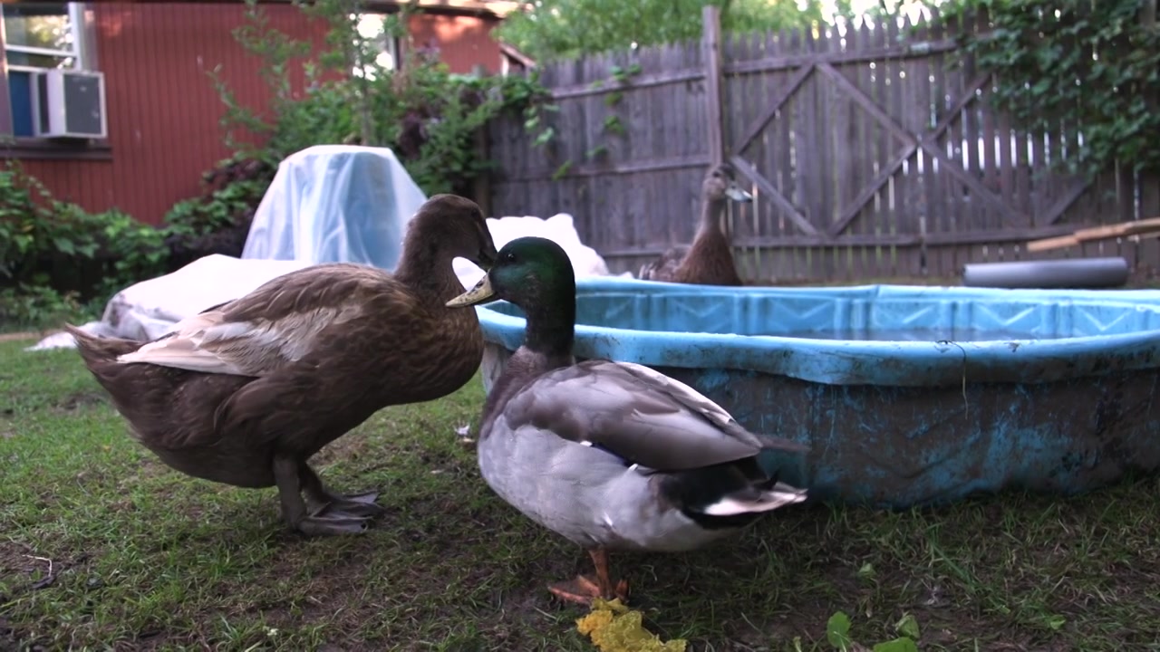 Quattro anatre nere che mangiano foglie e bevono acqua in un secchio blu, video panoramico di pollame da sinistra a destra, anatre nel cortile