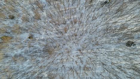 imágenes aéreas de drones 4k de una montaña ivanščica y el bosque nevado en invierno
