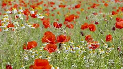 Schöne-Wilde-Blumen-Auf-Einer-Bunten-Wiese-Im-Frühling