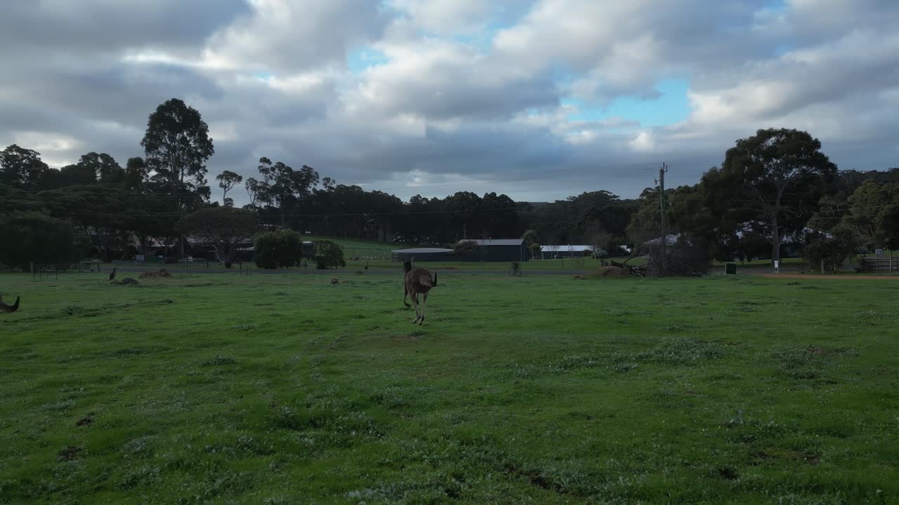 cámara lenta de canguros saltando en el campo verde al atardecer en australia