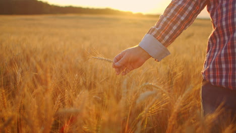 Close-up-of-senior-adult-farmer-holding-a-spikelet-with-a-brush-of-wheat-or-rye-in-his-hands-at-sunset-looking-closely-studying-and-sniffing-enjoying-the-aroma-in-slow-motion-at-sunset