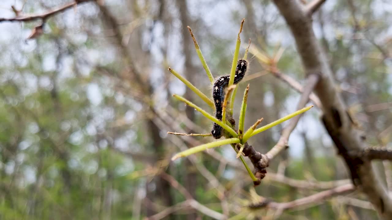 caterpillar worm sitting on a stripped tree leaf