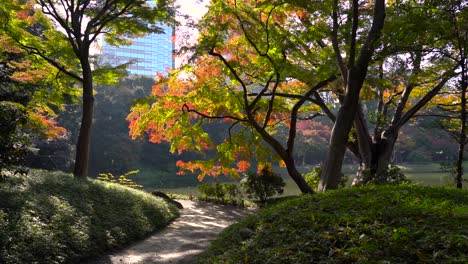 beautiful slow reveal of autumn colors and walkway inside japanese landscape garden