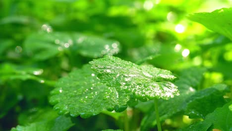 close-up of green plant leaves swaying in the wind under the sun shining