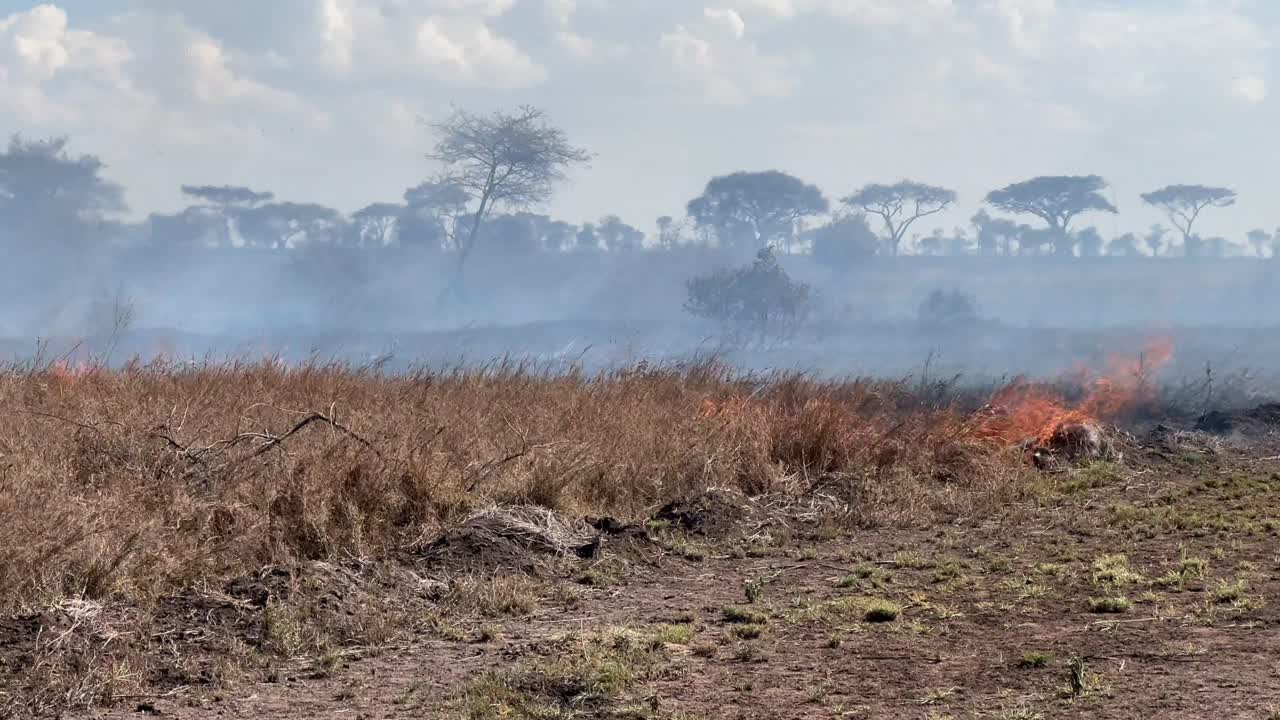 Inquadratura panoramica a sinistra di un incendio in un parco nazionale del Serengeti, in Tanzania.
