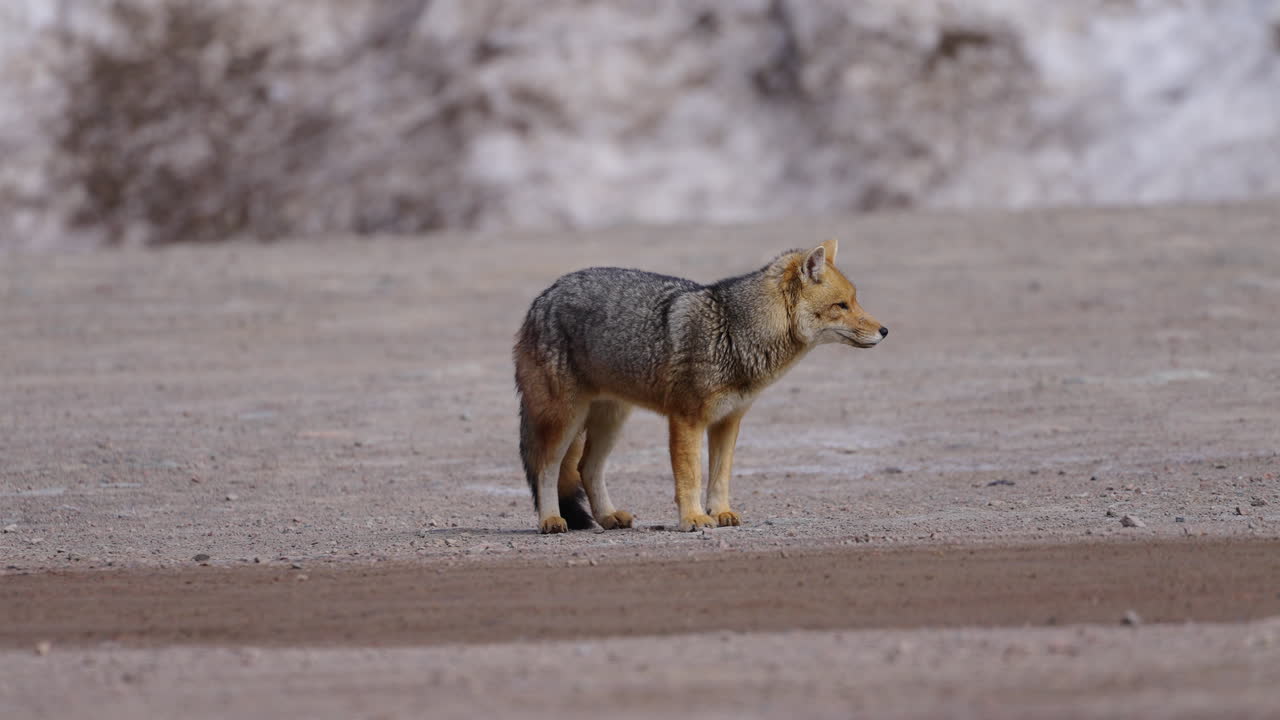 Lycalopex culpaeus, also known as Andean fox or Andean wolf, is a species of South American fox