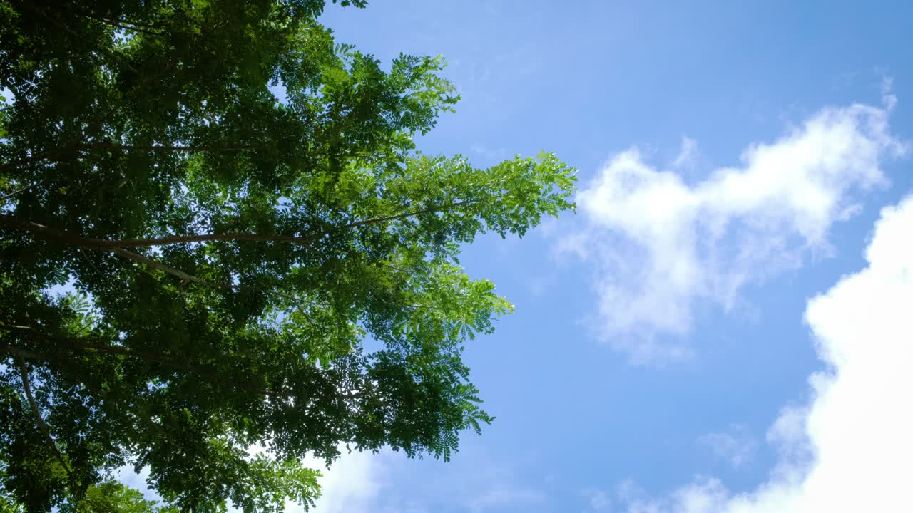 나무는 자연과  구름 배경에서 부드러운 바람에 의해 흔들리고 있습니다.