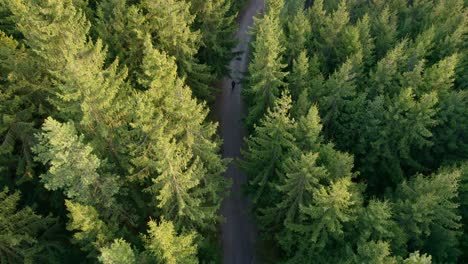 top view of dark green forest landscape wallpaper art