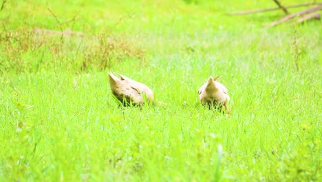 Desi,-Runner-ducks-foraging-for-food-in-the-grass,-Indian,-and-Bangladesh-native-species