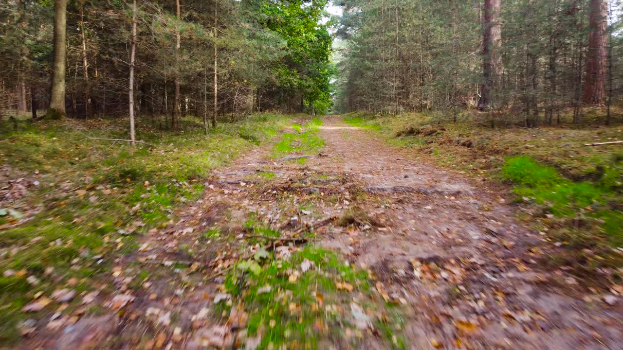 숲길 위를 나는 것, 걷는 시점