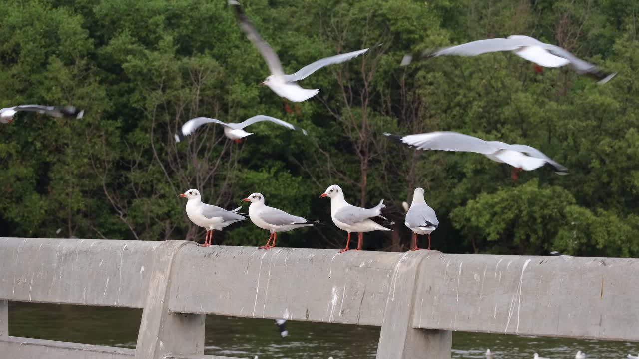 갈매기, on a concrete barrier and railing of a bridge, 다른 사람들이 원을 그리며 날아다니는 동안 쉬고 있는 갈매기, bang pu 레크리에이션 센터, samut prakan, thailand