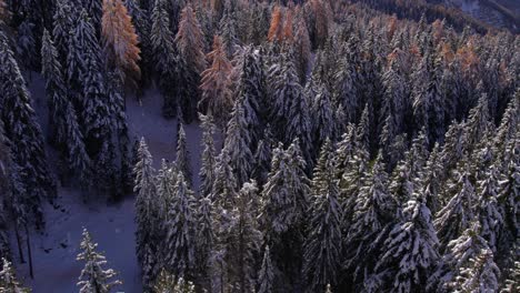 Pine-tree-forest-on-slope-of-Alpine-mountain-during-winter-season,-aerial