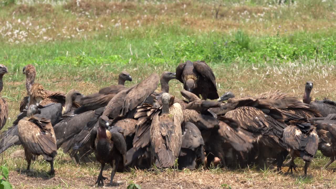 un gran grupo de buitres peleando por el cadáver de una vaca muerta