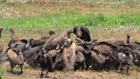 a large group of vultures fighting over the carcass of a dead cow