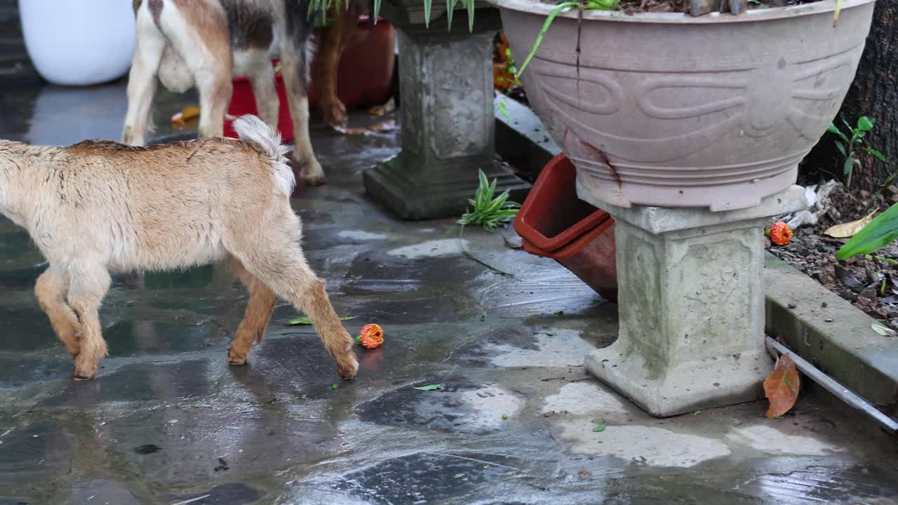 어린 염소 한 마리가 야외에서 패턴 타일을 가로질러 고 있습니다.
