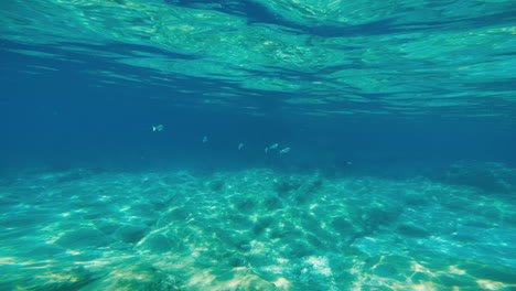 fish in the mediterranean ocean