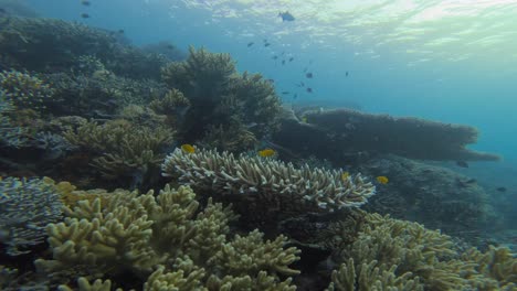 El-Coral-De-Mesa-Crece-En-Las-Aguas-Claras.