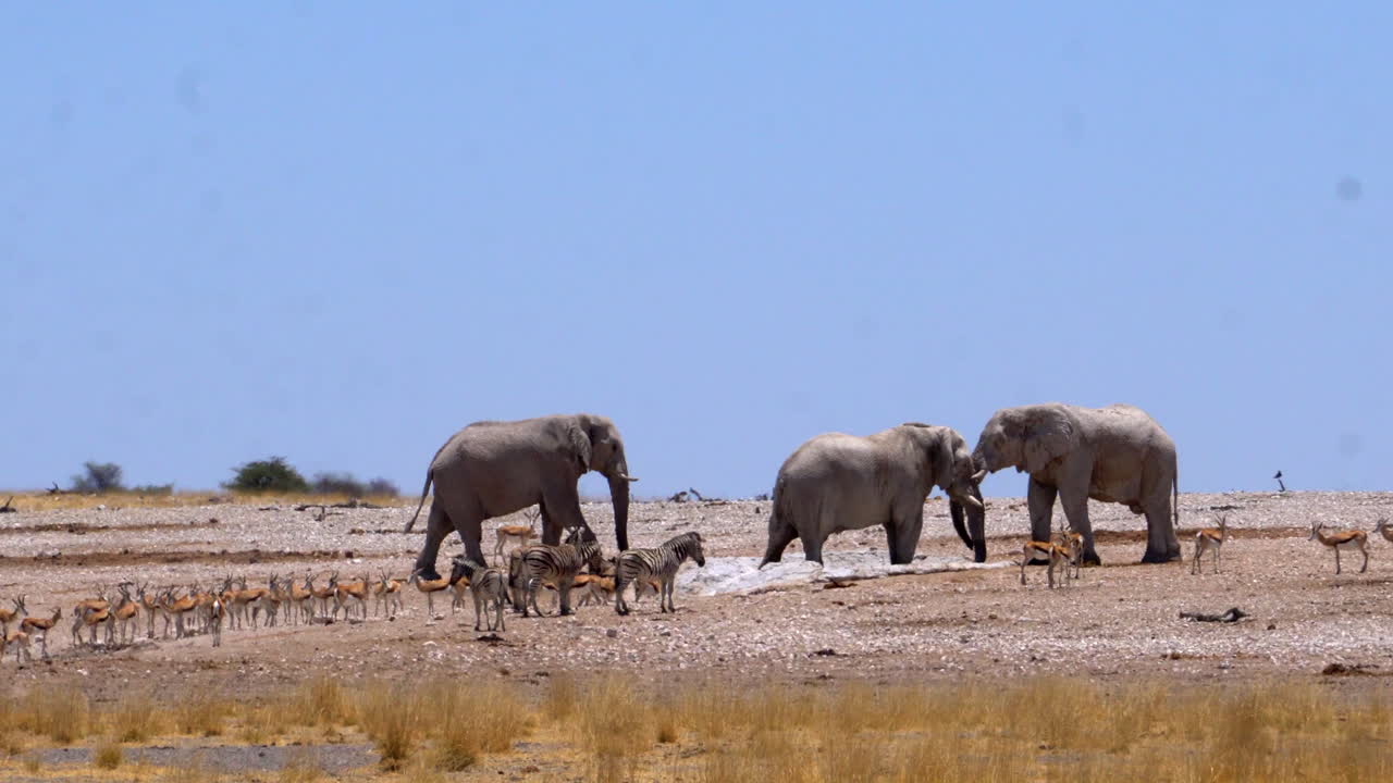 elefantes rodeados de cebras y gacelas en el parque nacional de etosha