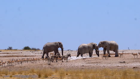 elephants surrounded by zebras and gazelles in etosha national park