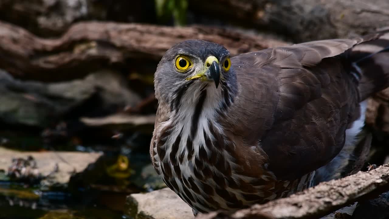 el azor crestado es una de las aves rapaces más comunes en asia y pertenece a la misma familia de águilas, aguiluchos