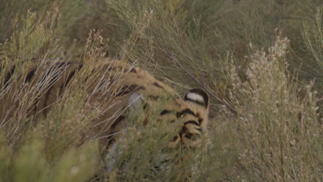 tiger close up following the scent of a prey