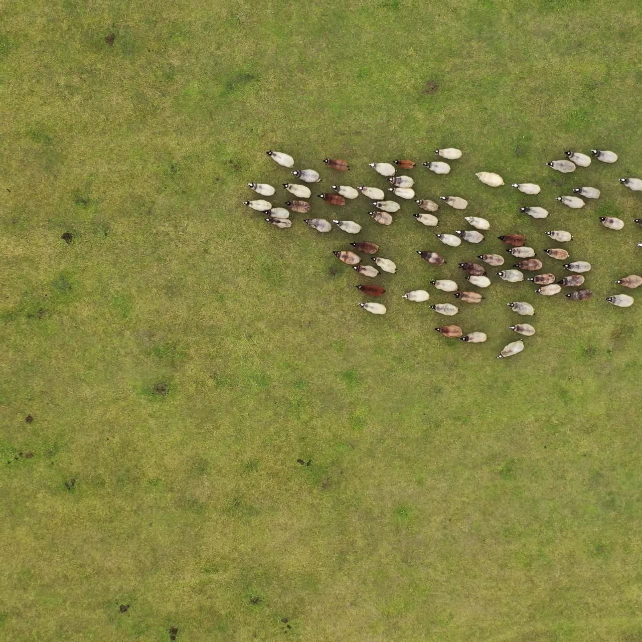 Herd of sheep running on field. Group of domestic animals returning to farm from pasture. Flock of sheep on a meadow background. Aerial view.