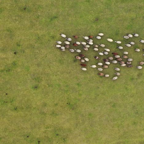 herd of sheep running on field. group of domestic animals returning to farm from pasture. flock of sheep on a meadow background. aerial view.