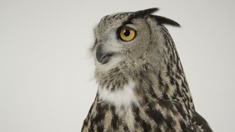 eagle owl turns head in slow motion