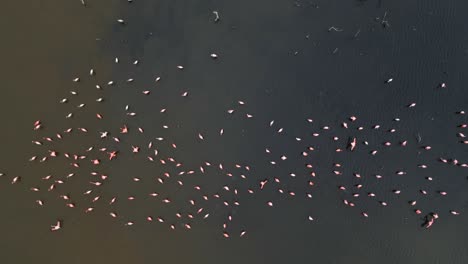 Bandada-De-Estos-Encantadores-Pájaros-Rosados-Capturados-Por-Un-Dron-Desde-Una-Altura-Muy-Alta-Mientras-Se-Alimentan-En-El-Agua,-Flamenco-Caribeño-O-Flamenco-Americano,-Phoenicopterus-Ruber,-Isla-Margarita,-Venezuela