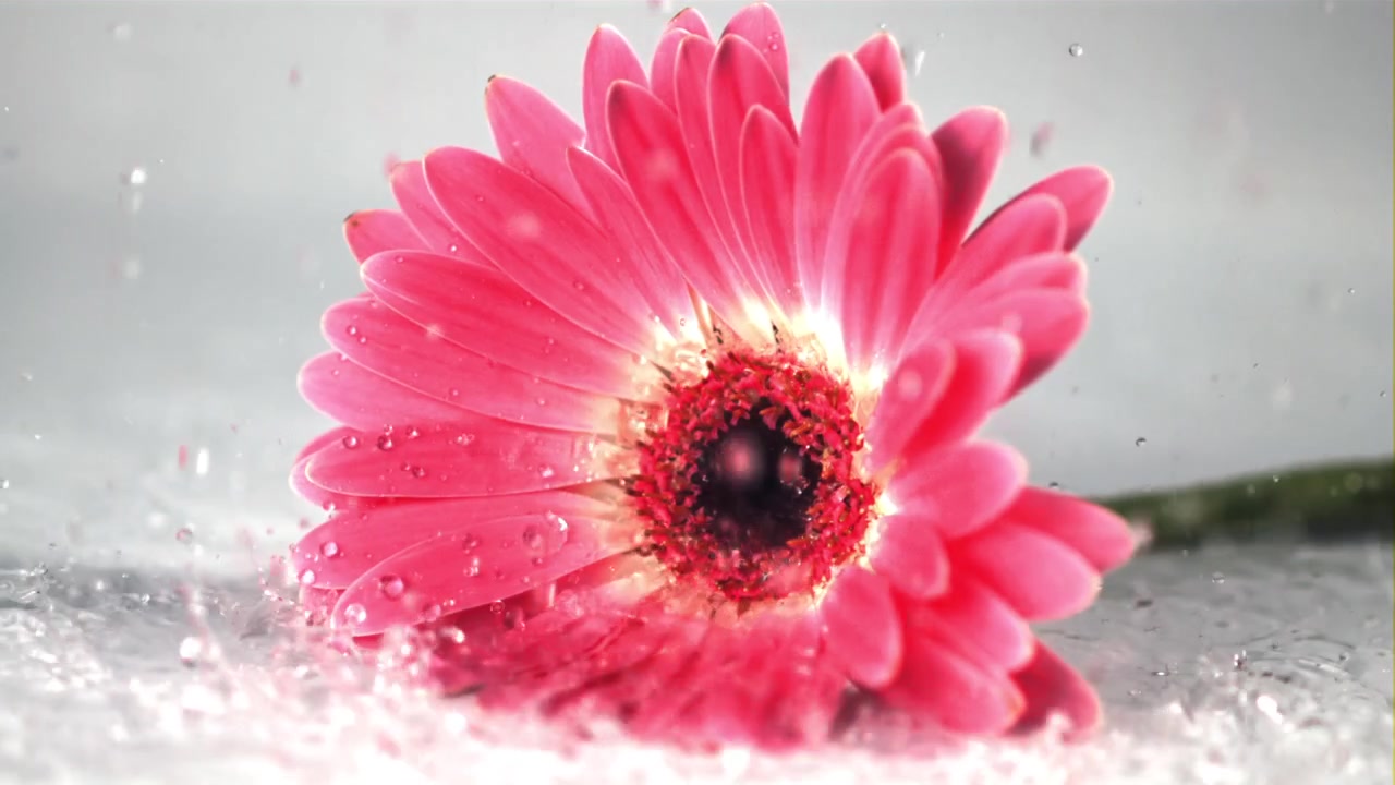 Gerbera rosa vivace schizzata con acqua fresca