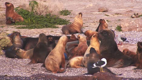 Colony-of-Sea-Lions-basking-sunning-on-the-sandy-coast-surrounded-by-sea-gulls