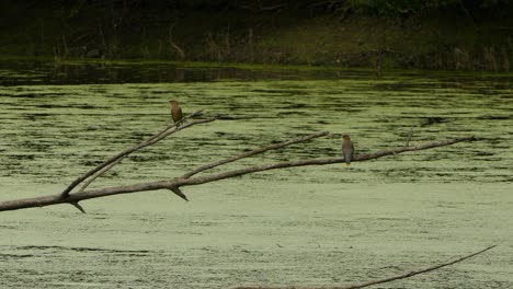dos pájaros encerados de cedro encaramados sobre un estanque lleno de algas mirando alrededor