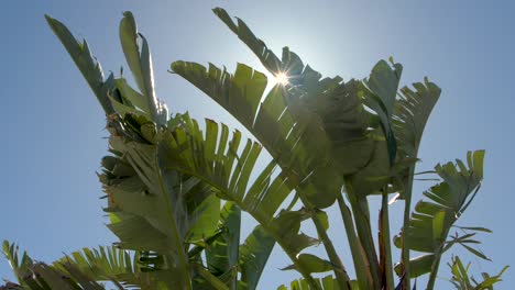 una palmera en mallorca, una de las islas baleares