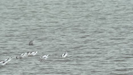 a flock of pied avocet foraging along the lake shore