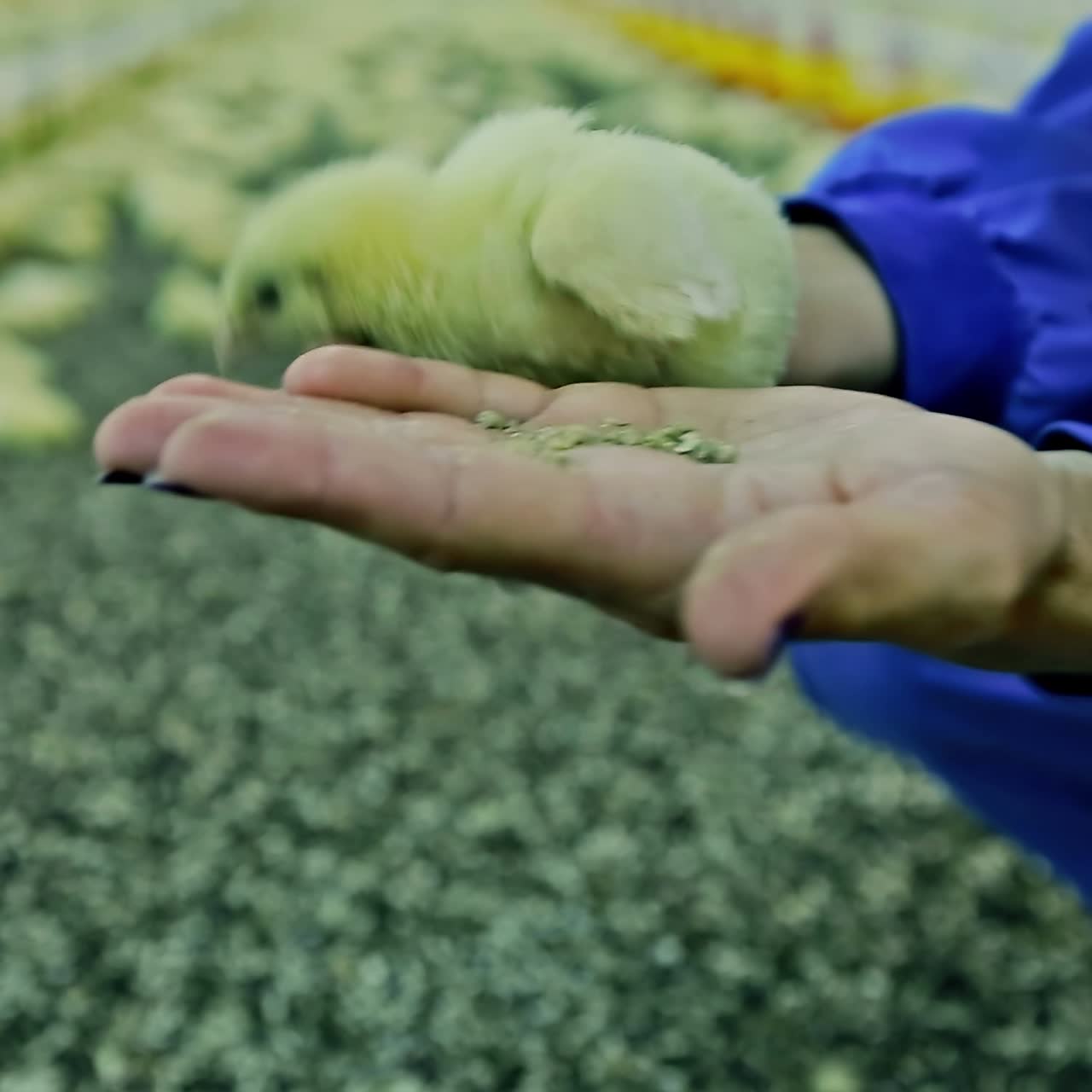 Baby chicken in incubator