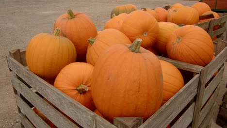 Agregar-Una-Calabaza-A-Una-Caja-De-Madera-En-Un-Entorno-De-Corral