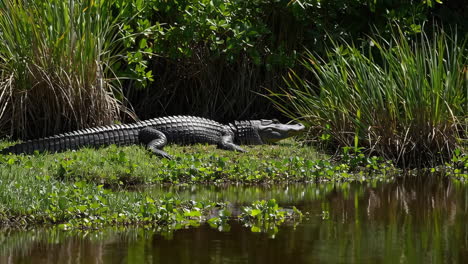 alligator near water