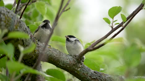 adult black-capped chickadee feeds a fledgling insects in a tree in slow motion