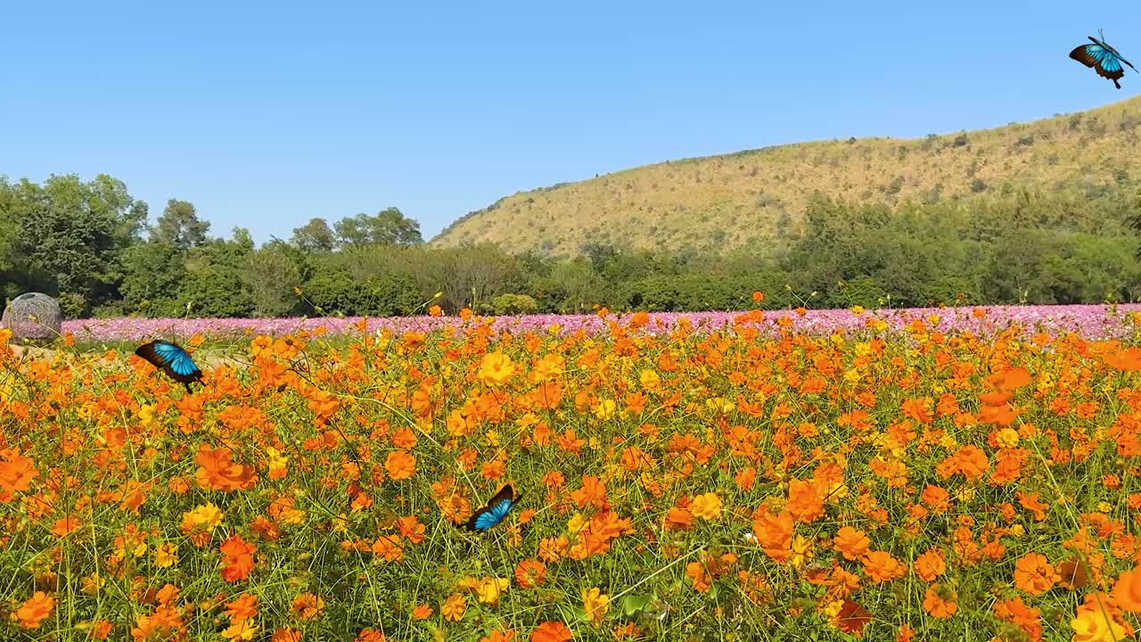 A blue butterfly gracefully flutters over a colorful flower field under a clear sky, creating a serene and lively atmosphere