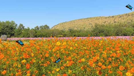 a blue butterfly gracefully flutters over a colorful flower field under a clear sky, creating a serene and lively atmosphere