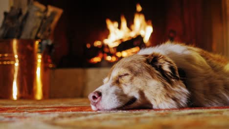 pastor australiano duerme cerca de la chimenea, su visible cubo de cobre de leña