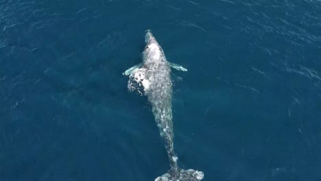 sola ballena gris migra a alaska